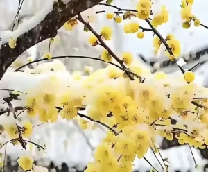 ÷()