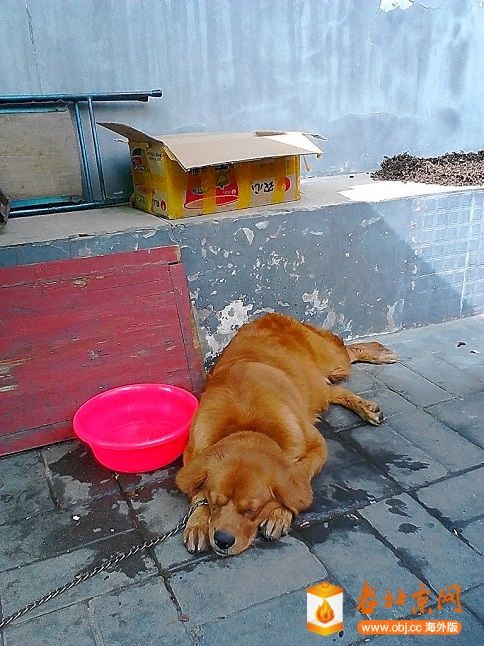 街巷的狗狗闹累了睡的憨！