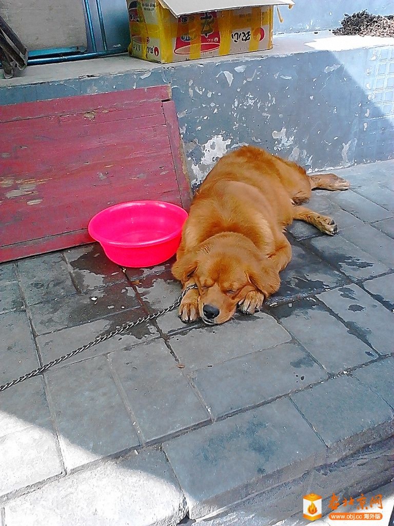 街巷的狗狗闹累了睡的憨！